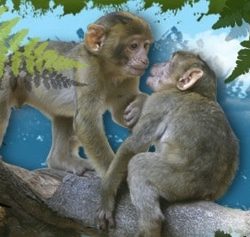 big-30-04-2014-1398867116-ile-aux-singes big-30-04-2014-1398867116-ile-aux-singes